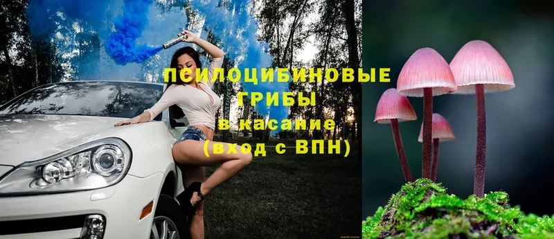 Псилоцибиновые грибы Cubensis  как найти   Ижевск 